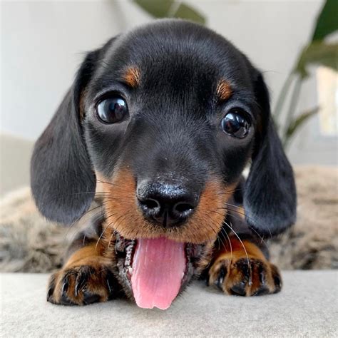 dachshund videos|cute dachshund videos.